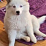 Vadkane a rejoint le concours — aidez-le/la à gagner de superbes lots ! puppy, dog, white_fur, blue_eyes, fluffy, towel, purple, wooden_floor, pet, indoor, cute, young_dog, animal, relaxed, sitting, paw, tail, ears, fur, domestic_animal