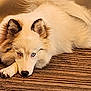 animal, brown, canine, close_up, cute, dog, ears, fluffy, fur, heterochromia, indoors, lying_down, nose, paws, pet, portrait, relaxed, resting, white, wooden_floor
