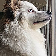 Vadkane a rejoint le concours — aidez-le/la à gagner de superbes lots ! animal, blue_eyes, calm, canine, closeup, companion, curious, dog, domestic_animal, fluffy, fur, household, indoor, lamp, looking_out, mammal, pet, portrait, side_profile, window