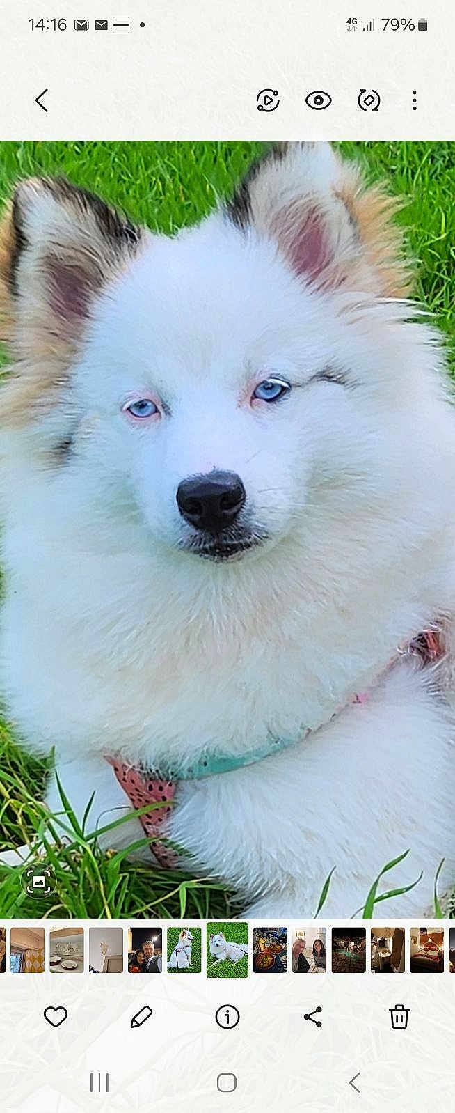 Vadkane a rejoint le concours — aidez-le/la à gagner de superbes lots ! dog, white_fur, blue_eyes, fluffy, outdoor, grass, pet, canine, animal, harness, cute, lying_down, nature, close_up, portrait, relaxed, fur, mammal, friendly, daylight