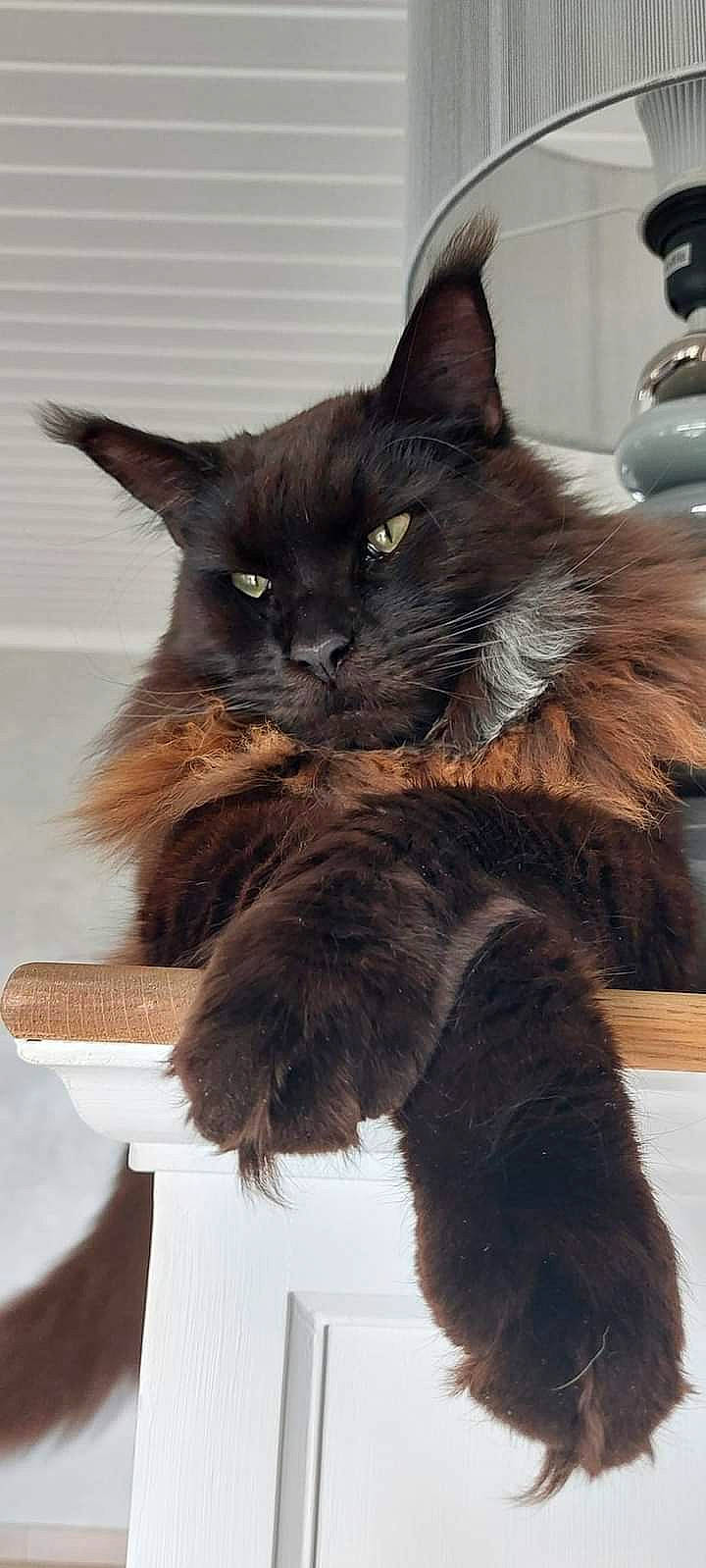 Onyx participe au concours pour gagner de l'argent avec cette photo : black_cat, carnivore, cat, cat_supply, claw, comfort, domestic_short_haired_cat, ear, eye, fawn, felidae, foot, fur, paw, small_to_medium_sized_cats, snout, tail, terrestrial_animal, whiskers