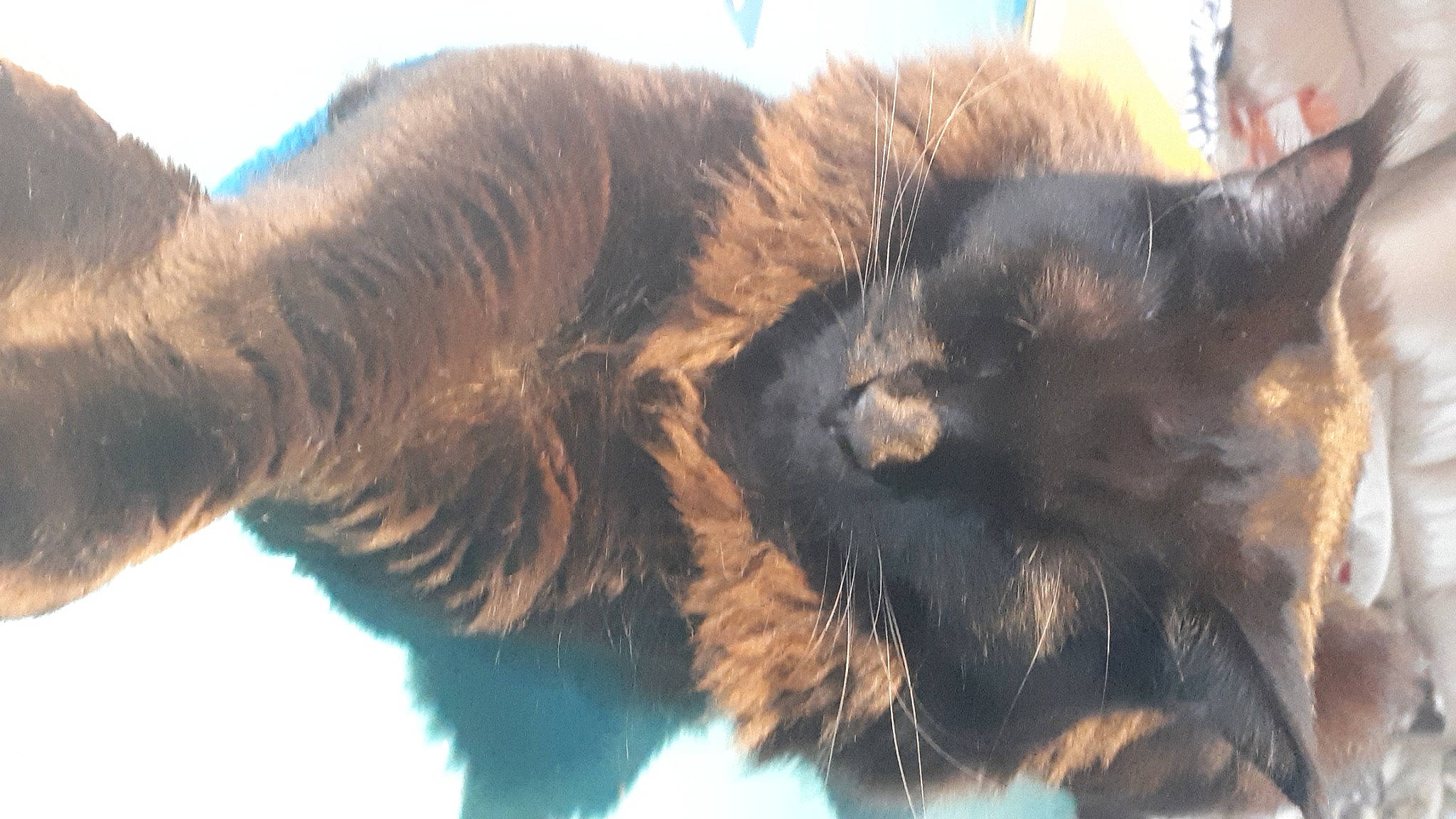 Onyx a rejoint le concours — aidez-le/la à gagner de superbes lots ! black_cat, carnivore, cat, claw, domestic_short_haired_cat, ear, electric_blue, felidae, fur, paw, small_to_medium_sized_cats, tail, terrestrial_animal, whiskers