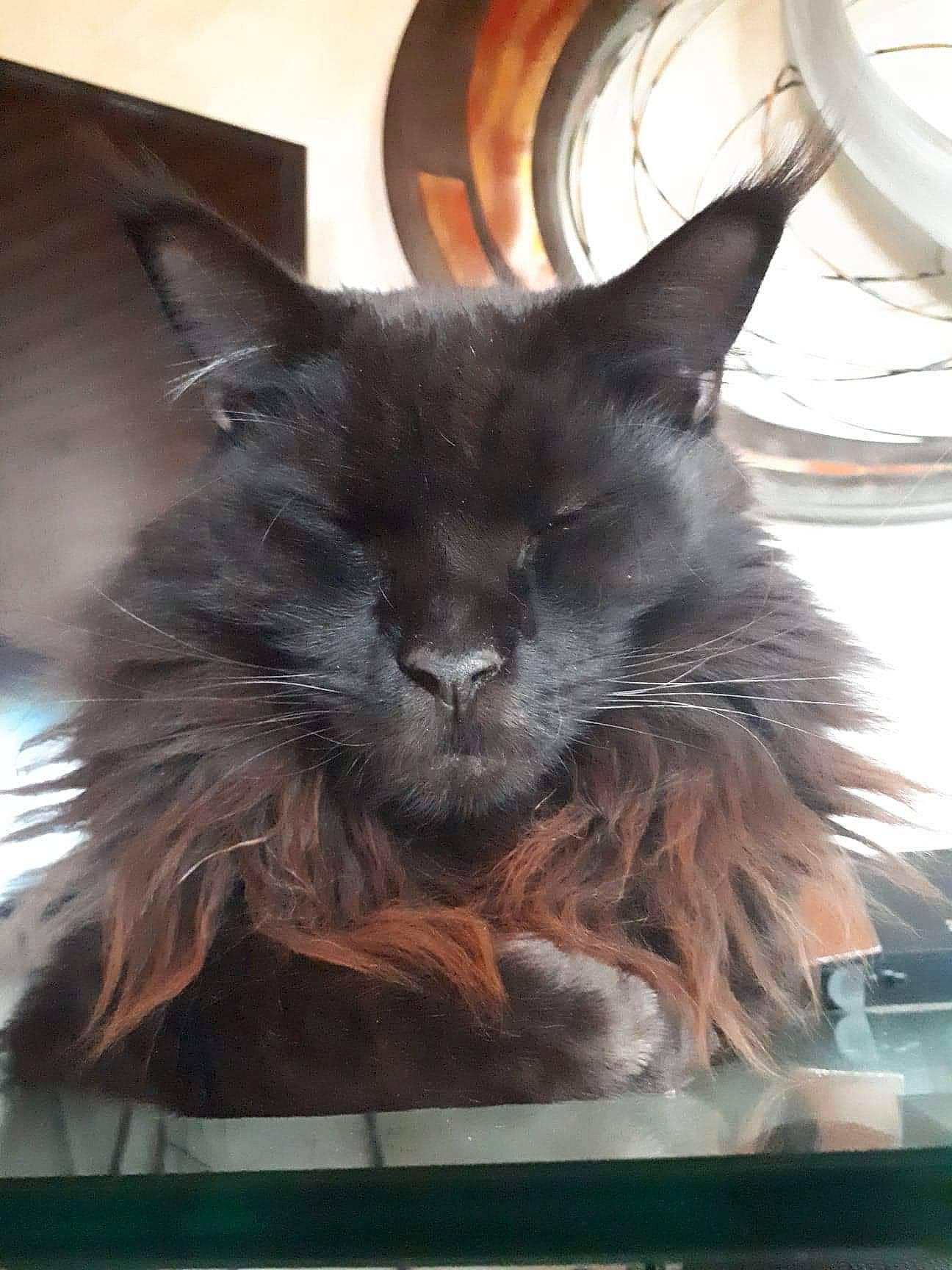 Onyx a rejoint le concours — aidez-le/la à gagner de superbes lots ! black_cat, carnivore, cat, claw, felidae, fur, small_to_medium_sized_cats, snout, tail, whiskers, window