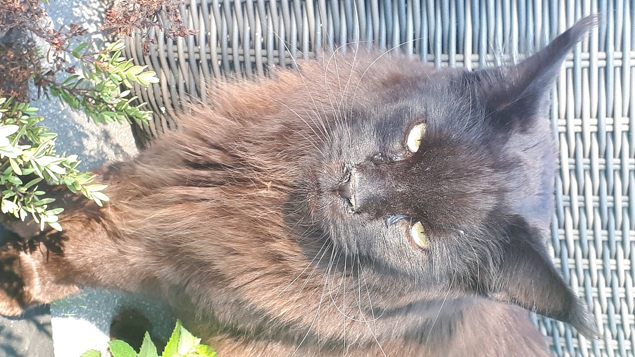 Onyx participe au concours pour gagner de l'argent avec cette photo : carnivore, cat, domestic_short_haired_cat, felidae, fence, fur, grass, plant, small_to_medium_sized_cats, snout, tail, terrestrial_animal, whiskers, wildlife, zoo