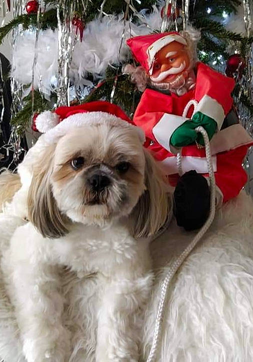 Kenzo participe au concours pour gagner de l'argent avec cette photo : canidae, carnivore, christmas, christmas_tree, companion_dog, dog, dog_breed, dog_supply, event, fawn, fur, holiday, liver, plant, shih_tzu, snout, sporting_group, toy_dog, white, working_animal