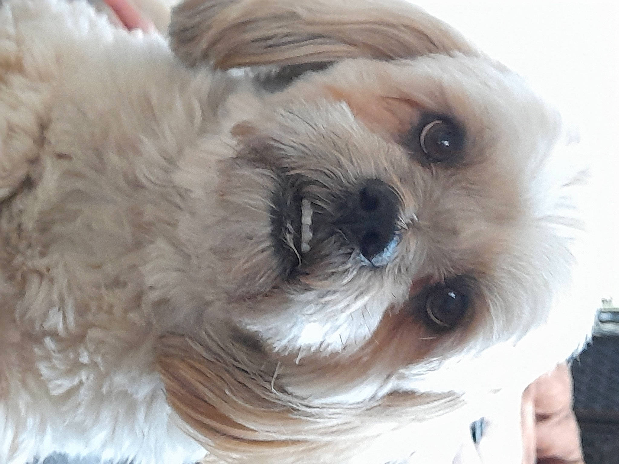 Kenzo participe au concours pour gagner de l'argent avec cette photo : canidae, carnivore, close_up, companion_dog, dog, dog_breed, ear, fawn, fur, liver, mal_shi, pet_supply, shih_poo, shih_tzu, small_terrier, sporting_group, terrier, toy_dog, whiskers, working_animal