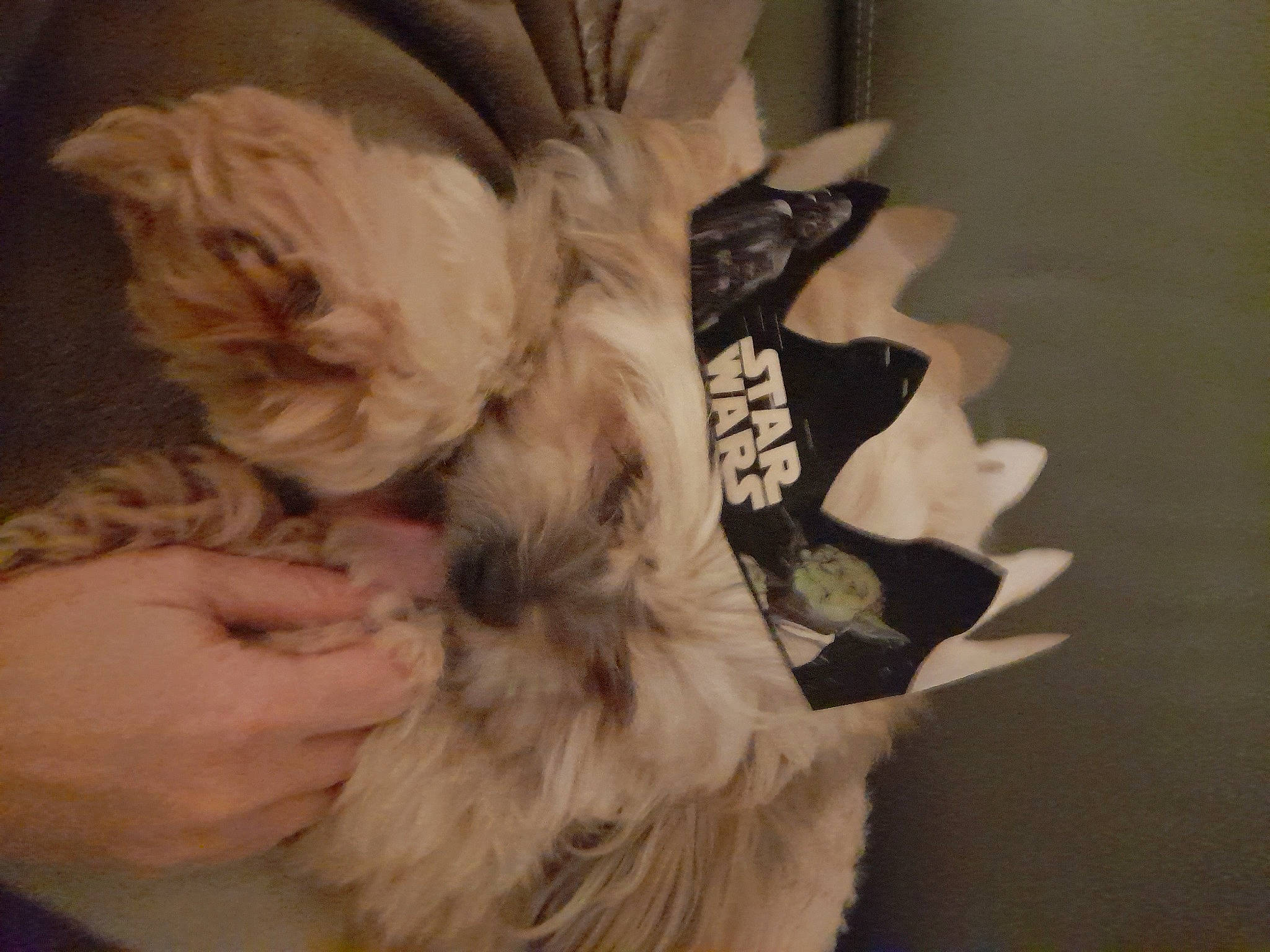 Kenzo participe au concours pour gagner de l'argent avec cette photo : carnivore, claw, comfort, companion_dog, dog, dog_breed, dress, fawn, felidae, foot, fur, gesture, nail, paw, small_to_medium_sized_cats, sporting_group, tail, terrier, toy_dog, whiskers