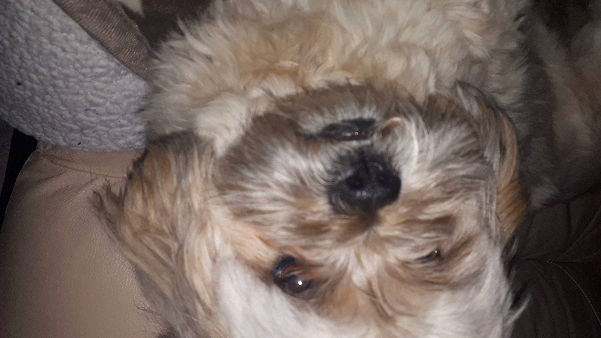 Kenzo participe au concours pour gagner de l'argent avec cette photo : canidae, carnivore, cockapoo, companion_dog, dog, dog_breed, ear, fur, liver, maltepoo, poodle_crossbreed, puppy_love, shih_poo, small_terrier, snout, sporting_group, terrier, toy_dog, whiskers, working_animal