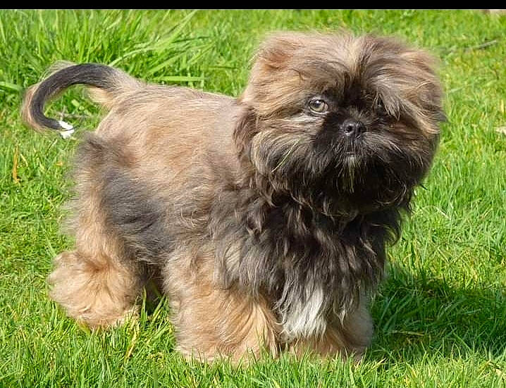 Maïko participe au concours pour gagner de l'argent avec cette photo : canidae, carnivore, companion_dog, dog, dog_breed, fawn, fur, grass, groundcover, liver, mal_shi, shih_poo, shih_tzu, small_terrier, snout, sporting_group, terrestrial_animal, terrier, toy_dog, working_animal