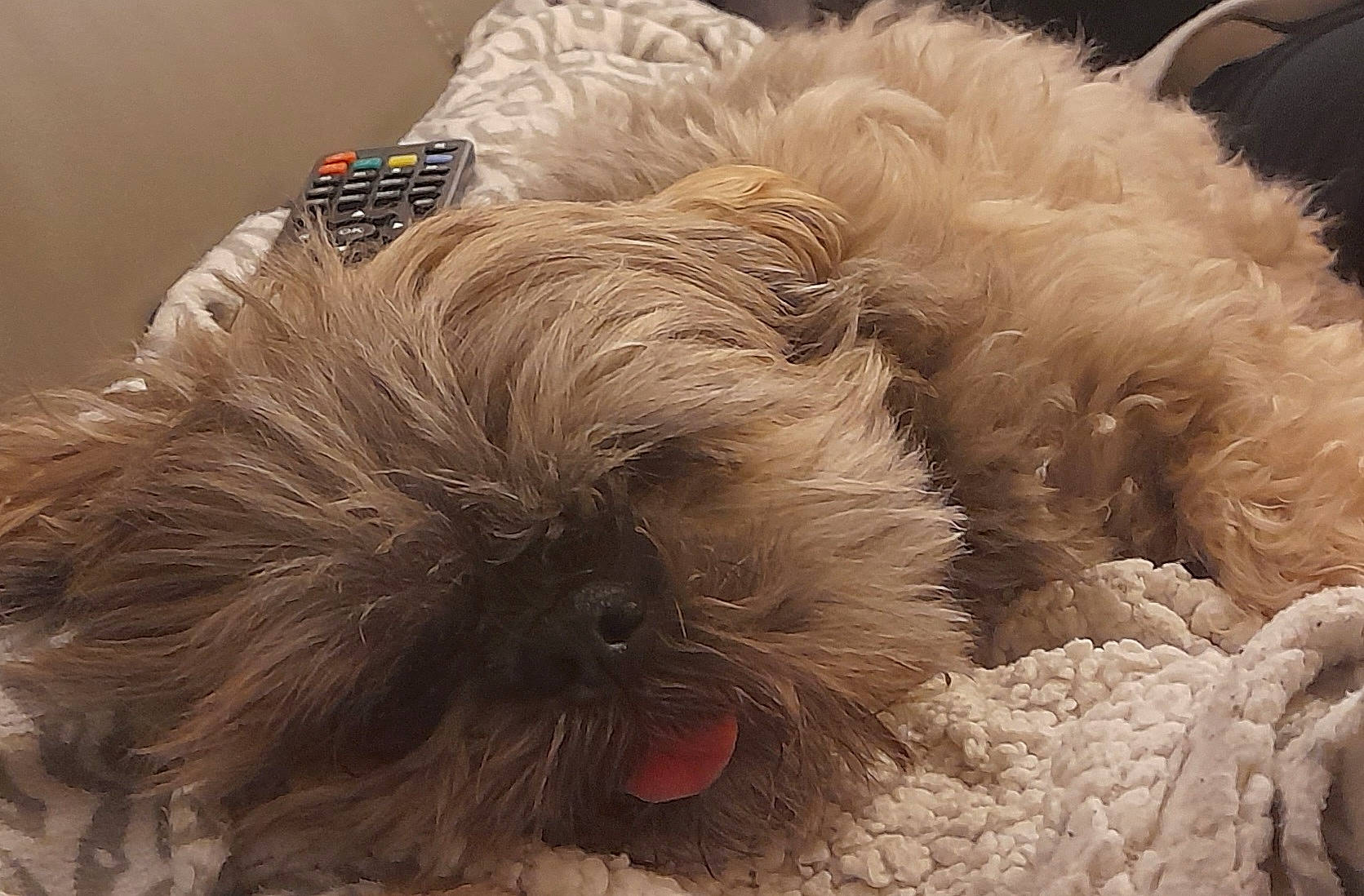 Maïko a rejoint le concours — aidez-le/la à gagner de superbes lots ! art, canidae, carnivore, companion_dog, dog, dog_breed, fawn, fur, liver, petal, puppy, puppy_love, shih_tzu, small_terrier, snout, sporting_group, terrestrial_animal, terrier, toy_dog, working_animal