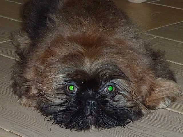 Maïko a rejoint le concours — aidez-le/la à gagner de superbes lots ! canidae, carnivore, companion_dog, dog, dog_breed, eye, fawn, flooring, fur, hair, head, liver, shih_tzu, snout, sporting_group, terrestrial_animal, toy_dog, whiskers, working_animal, wrinkle