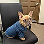dog, french_bulldog, blue_sweater, chair, office, indoor, pet, canine, seated, looking_back, black_chair, carpeted_floor, brown_door, expression, animal, companion, cute, small_dog, furniture, collar
