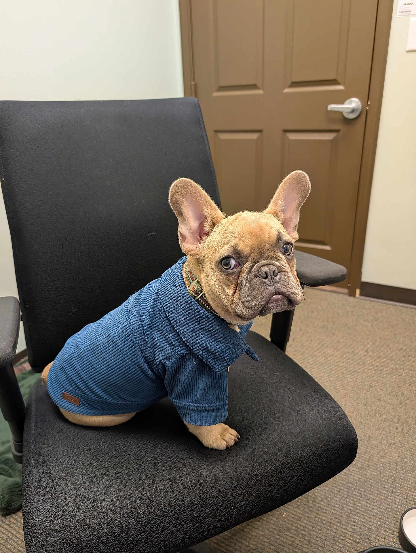 Remington is registered to the contest to win money with this photo: dog, french_bulldog, blue_sweater, chair, office, indoor, pet, canine, seated, looking_back, black_chair, carpeted_floor, brown_door, expression, animal, companion, cute, small_dog, furniture, collar