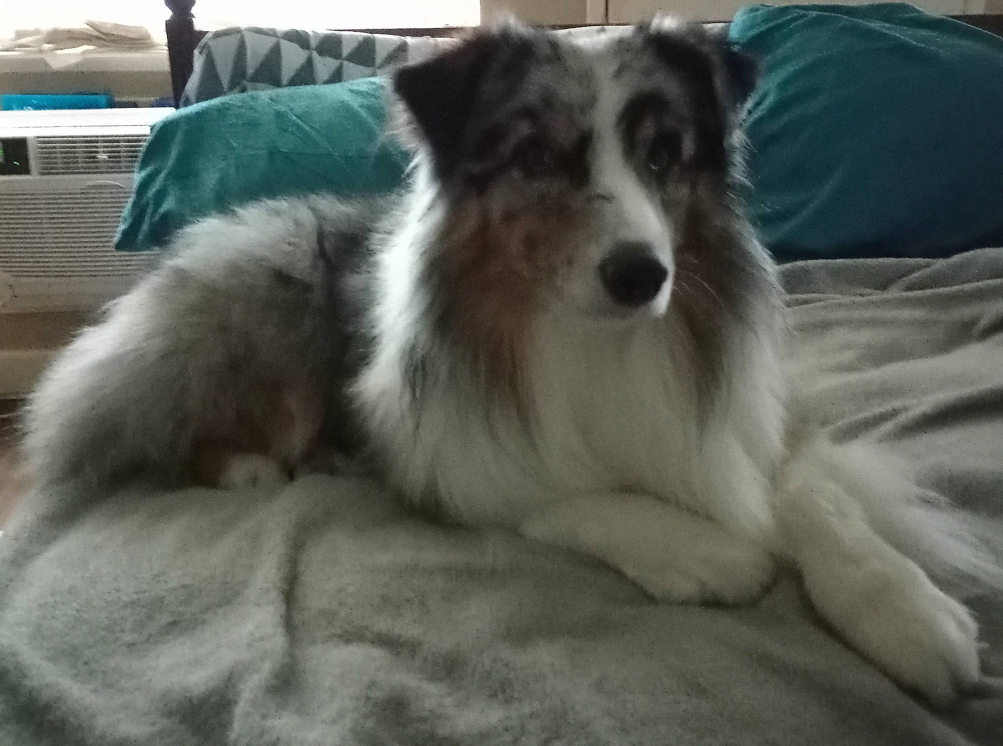 Cadence is registered to the contest to win money with this photo: australian_shepherd, borzoi, canidae, carnivore, comfort, companion_dog, dog, dog_breed, fur, herding_dog, sighthound, silken_windhound, sporting_group, terrestrial_animal, texas_heeler, working_animal, working_dog