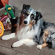 Cadence is registered to the contest to win money with this photo: dog, australian_shepherd, blue_merle, fluffy, pet, canine, couch, sofa, stuffed_toy, pizza_toy, bird_toy, dog_treats, indoor, living_room, relaxed, lying_down, paws, fur, portrait, photography