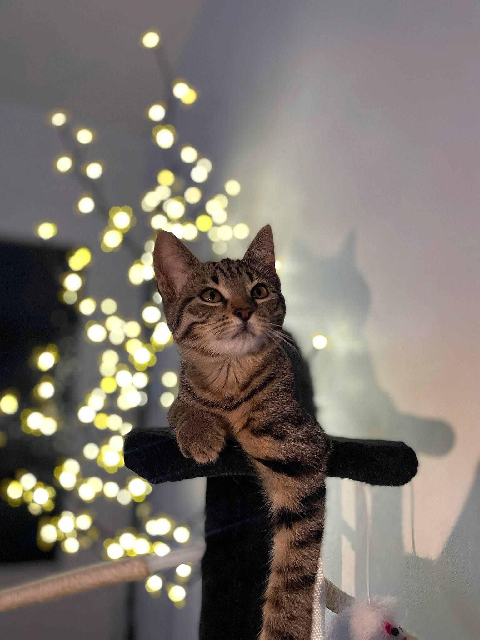 Misty a rejoint le concours — aidez-le/la à gagner de superbes lots ! carnivore, cat, christmas_decoration, christmas_ornament, darkness, domestic_short_haired_cat, event, fawn, felidae, fur, holiday, ornament, paw, plant, small_to_medium_sized_cats, snout, tail, tree, whiskers, wildlife