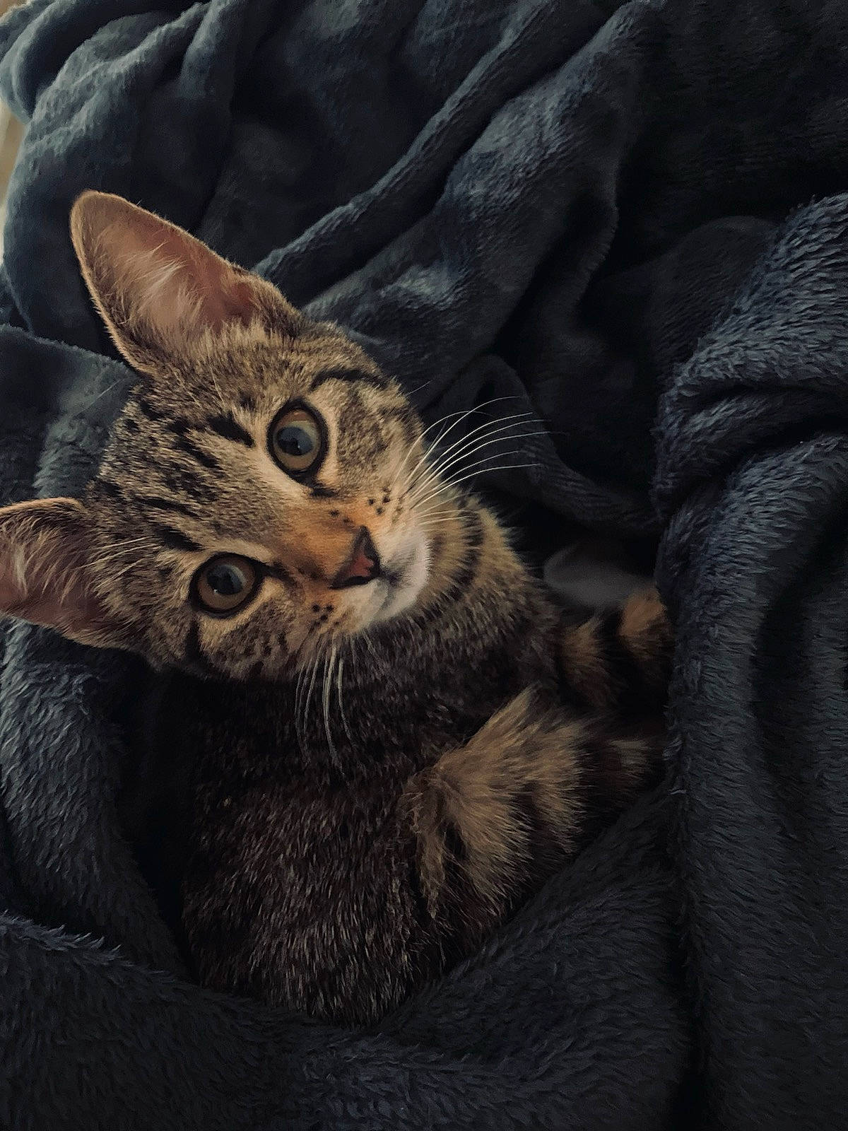 Misty a rejoint le concours — aidez-le/la à gagner de superbes lots ! carnivore, cat, claw, comfort, darkness, domestic_short_haired_cat, ear, felidae, fur, grey, paw, small_to_medium_sized_cats, snout, terrestrial_animal, tree, whiskers, wildlife