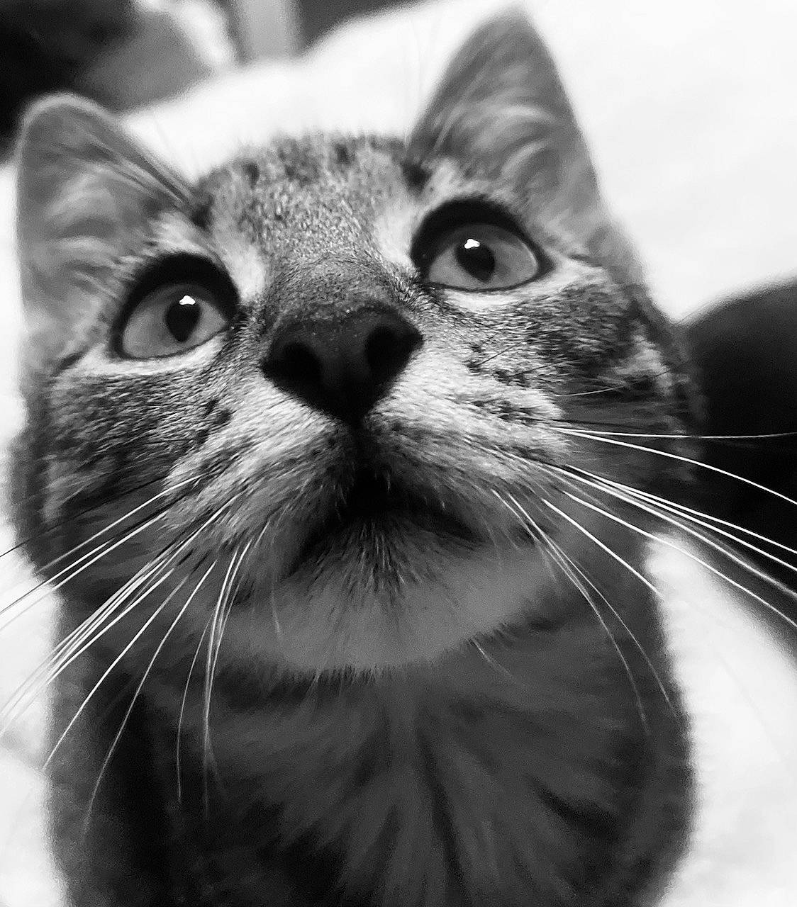 Misty participe au concours pour gagner de l'argent avec cette photo : carnivore, cat, close_up, domestic_short_haired_cat, ear, eye, felidae, fur, grey, hair, head, human_body, monochrome, monochrome_photography, small_to_medium_sized_cats, snout, stock_photography, style, whiskers