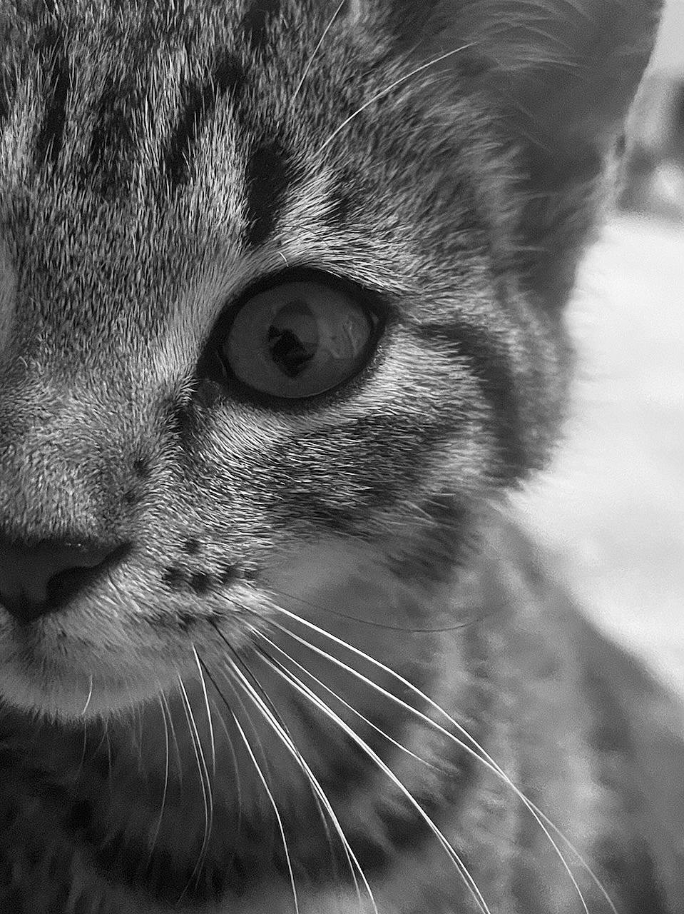 Misty participe au concours pour gagner de l'argent avec cette photo : black_and_white, carnivore, cat, close_up, darkness, domestic_short_haired_cat, felidae, fur, grass, grey, macro_photography, monochrome, monochrome_photography, small_to_medium_sized_cats, snout, stock_photography, style, terrestrial_animal, whiskers, wildlife