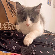 Alpha a rejoint le concours — aidez-le/la à gagner de superbes lots ! accessory, animal, bag, cat, cozy, cute, domestic, face, floral_pattern, fur, furniture, gray, home, indoor, kitten, paw, pet, resting, white, young