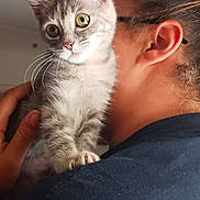 Iris is registered to the contest to win money with this photo: animal, black_shirt, cat, closeup, companionship, curious, cute, domestic_animal, feline, fur, glasses, hand, indoor, kitten, person, pet, portrait, shoulder, whiskers, young_cat