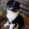 puppy, dog, black_and_white, brown_markings, sitting, portrait, barn, farm, straw, hay, animal, pet, floppy_ears, white_chest, dark_fur, outdoor, rural, wooden_fence, cute, social_media_screenshot