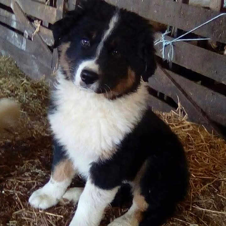 Nuts participe au concours pour gagner de l'argent avec cette photo : puppy, dog, black_and_white, brown_markings, sitting, portrait, barn, farm, straw, hay, animal, pet, floppy_ears, white_chest, dark_fur, outdoor, rural, wooden_fence, cute, social_media_screenshot
