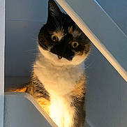 Gaufrette participe au concours pour gagner de l'argent avec cette photo : animal, calico, cat, closeup, cozy, curious, cute, domestic, face, feline, fur, house, indoor, light, looking, pet, portrait, shadow, stairs, whiskers