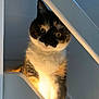 animal, calico, cat, closeup, cozy, curious, cute, domestic, face, feline, fur, house, indoor, light, looking, pet, portrait, shadow, stairs, whiskers