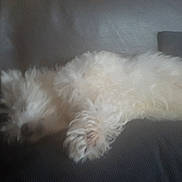 Lewis a rejoint le concours — aidez-le/la à gagner de superbes lots ! animal, canine, comfort, couch, cozy, dog, domestic_animal, fluffy, fur, furniture, home, indoor, laying, nap, pet, relaxing, resting, sleeping, soft, white_dog