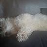 animal, canine, comfort, couch, cozy, dog, domestic_animal, fluffy, fur, furniture, home, indoor, laying, nap, pet, relaxing, resting, sleeping, soft, white_dog