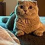 Willow participe au concours pour gagner de l'argent avec cette photo : cat, scottish_fold, wide_eyes, fluffy, indoor, blanket, cozy, pet, animal, fur, curious, resting, cute, ears, closeup, mammal, whiskers, paws, soft, laying_down