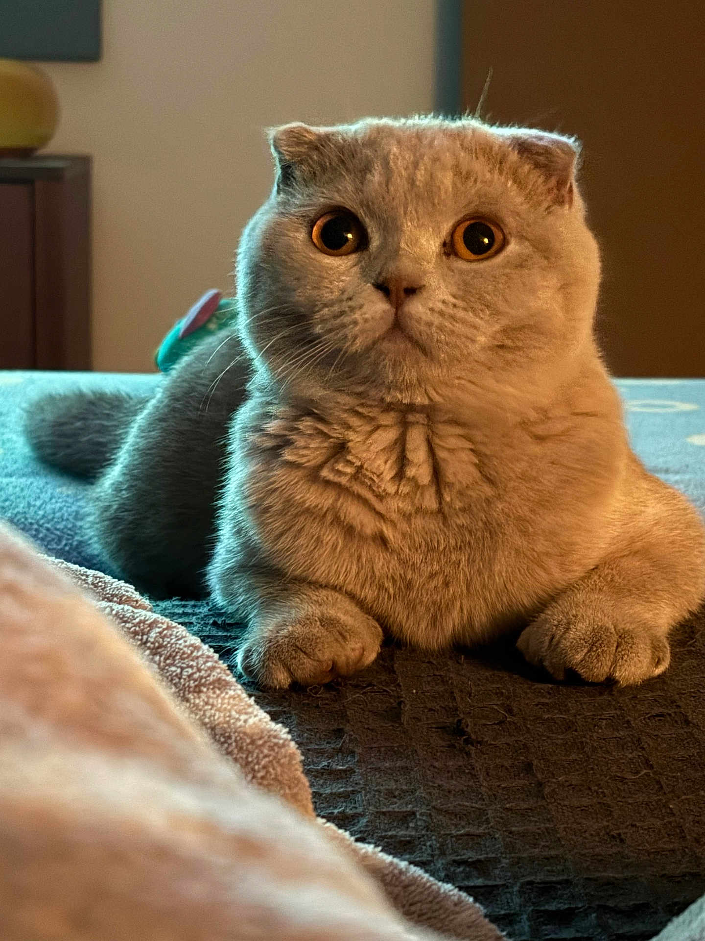 Willow