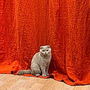 Willow a rejoint le concours — aidez-le/la à gagner de superbes lots ! cat, scottish_fold, gray_cat, curious, sitting, wooden_floor, orange_curtain, indoor, pet, feline, animal, fur, ears, whiskers, eyes, calm, inquisitive, domestic, background, texture