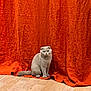 cat, scottish_fold, gray_cat, curious, sitting, wooden_floor, orange_curtain, indoor, pet, feline, animal, fur, ears, whiskers, eyes, calm, inquisitive, domestic, background, texture
