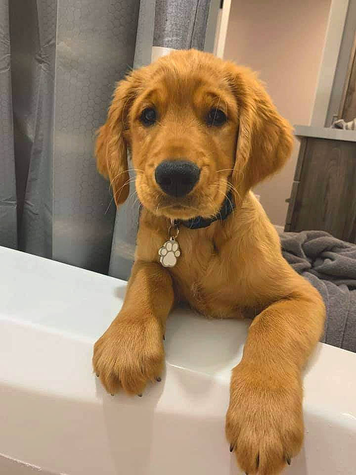 Nicholas joined the competition — help win amazing prizes! basset_fauve_de_bretagne, beagador, canidae, carnivore, cocker_spaniel, companion_dog, dog, dog_breed, fawn, golden_retriever, mammal, paw, puppy, retriever, snout, spaniel, sporting_group, vertebrate