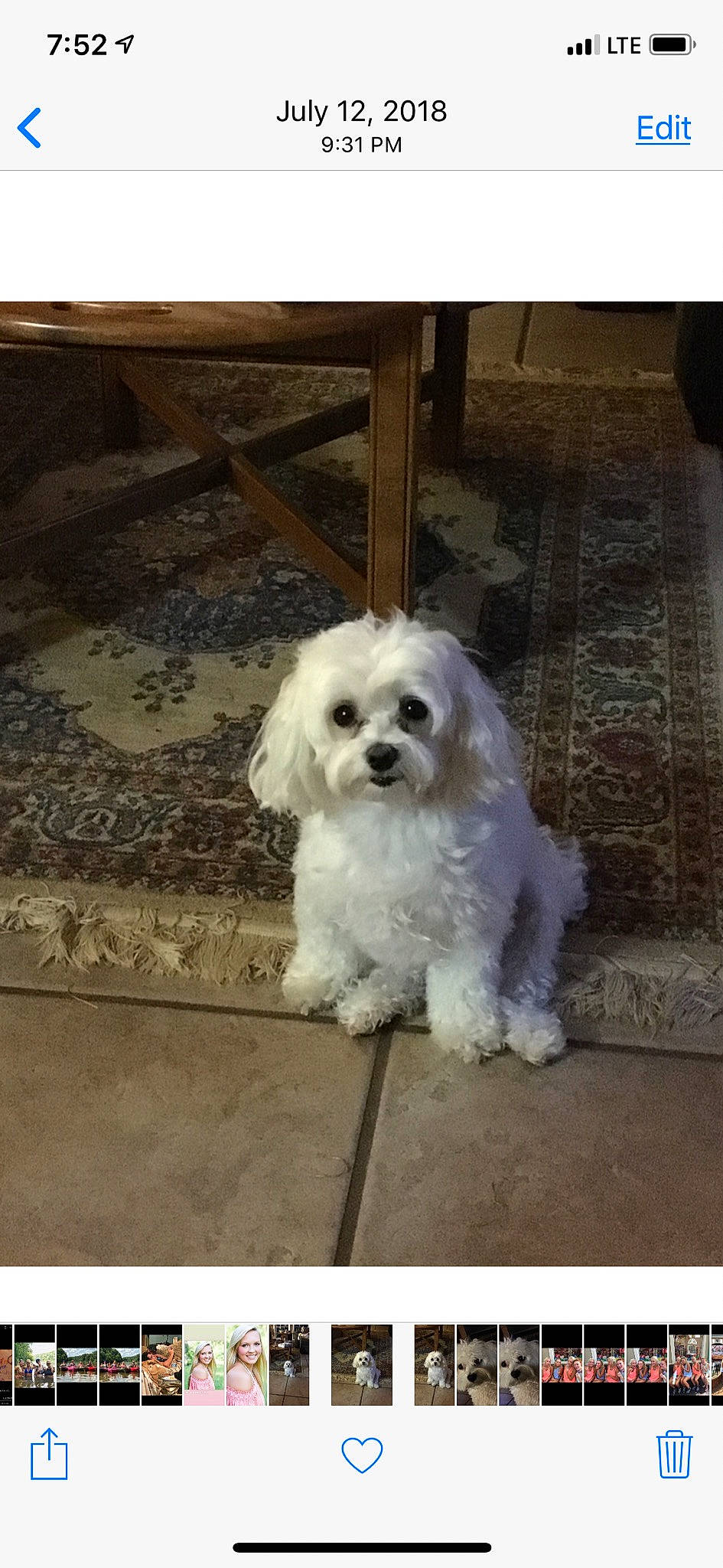 Weezie joined the competition — help win amazing prizes! canidae, carnivore, companion_dog, dog, dog_breed, door, flooring, fur, mal_shi, maltepoo, poodle_crossbreed, rectangle, small_terrier, snout, sporting_group, terrier, toy_dog, water_dog, wood, working_animal