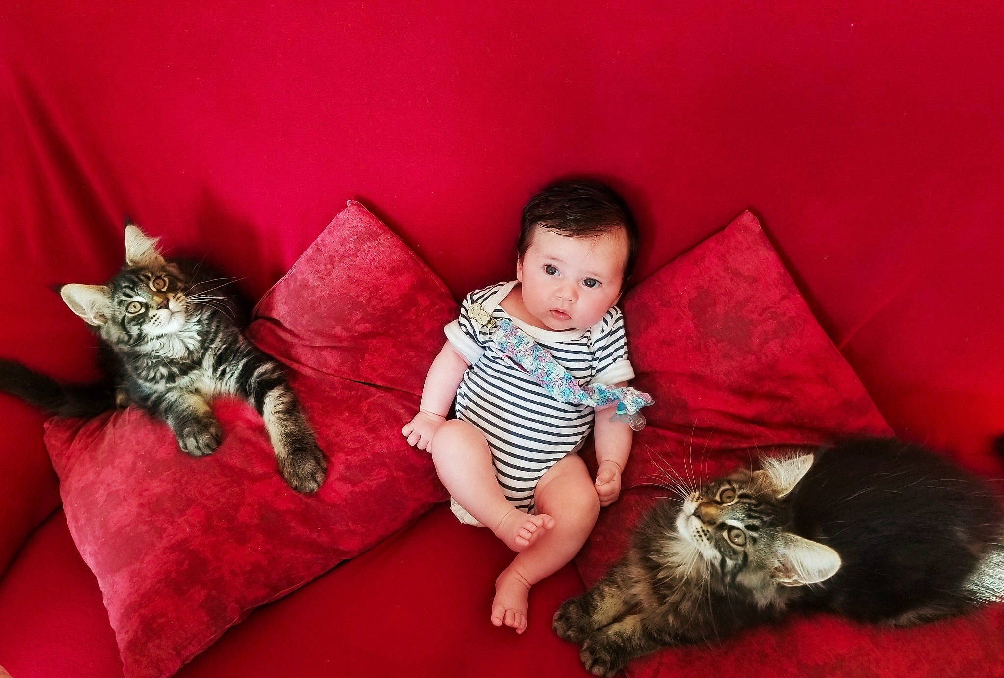 Charlotte a rejoint le concours — aidez-le/la à gagner de superbes lots ! carnivore, cat, comfort, companion_dog, couch, eye, felidae, flooring, fur, grey, happy, lap, living_room, mammal, person, small_to_medium_sized_cats, tail, textile, toddler, vertebrate