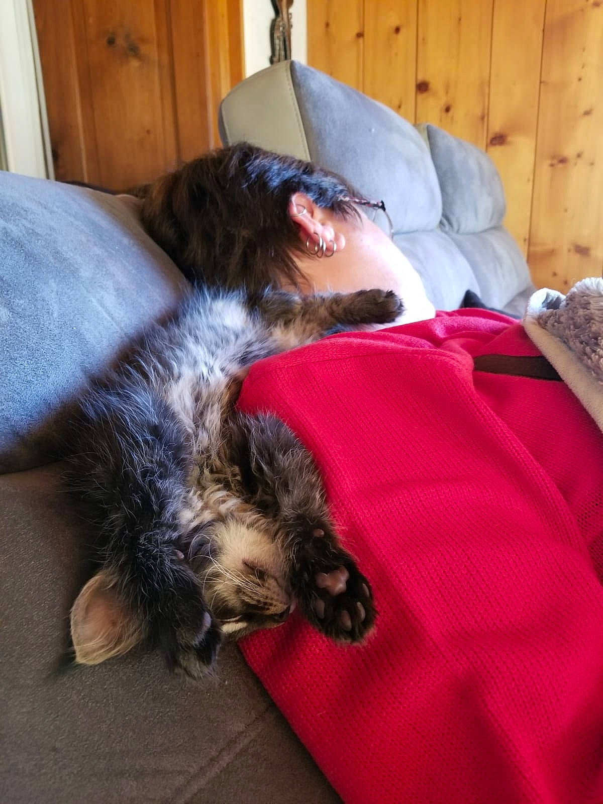 Prout a rejoint le concours — aidez-le/la à gagner de superbes lots ! canidae, carnivore, dog, dog_breed, fur, nap, sporting_group