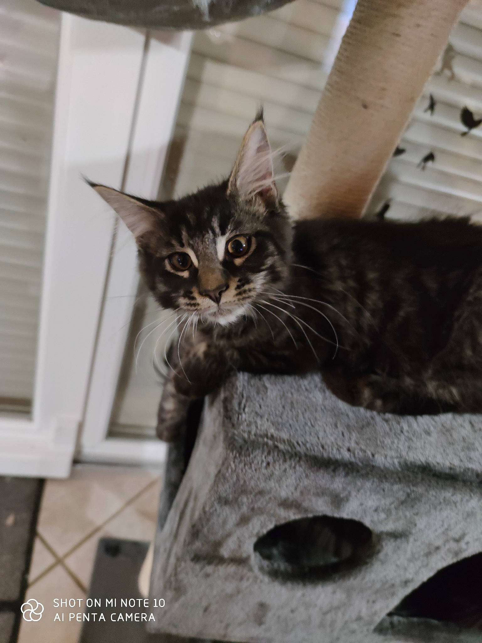 Prout a rejoint le concours — aidez-le/la à gagner de superbes lots ! asian, carnivore, cat, domestic_short_haired_cat, dragon_li, european_shorthair, felidae, kitten, maine_coon, mammal, norwegian_forest_cat, small_to_medium_sized_cats, tabby_cat, whiskers