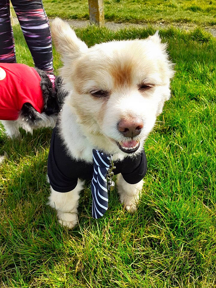 Ralfie is registered to the contest to win money with this photo: canidae, carnivore, companion_dog, dog, dog_breed, grass, mammal, puppy, rare_breed_dog, siberian_husky, sporting_group, vertebrate