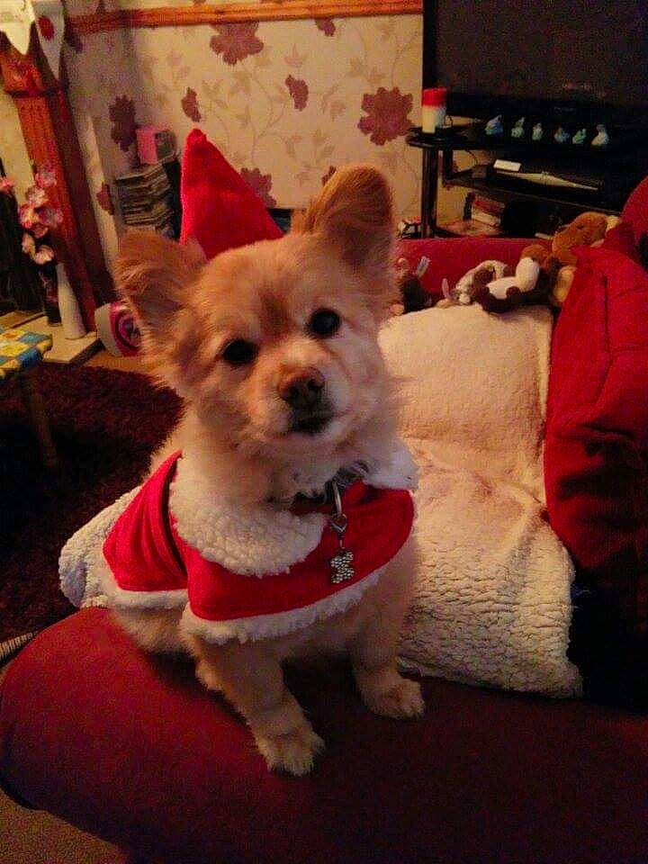 Ralfie is registered to the contest to win money with this photo: canidae, carnivore, chair, companion_dog, curtain, dog, dog_breed, dog_clothes, dog_supply, fawn, fur, non_sporting_group, party_hat, small_terrier, snout, sporting_group, tail, terrestrial_animal, toy_dog, working_animal