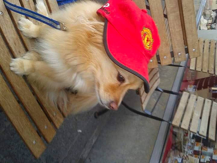 Ralfie joined the competition — help win amazing prizes! canidae, carnivore, companion_dog, dog, dog_breed, fawn, felidae, flooring, fur, german_spitz, hardwood, pomeranian, small_to_medium_sized_cats, snout, spitz, sporting_group, tail, whiskers, wood, working_animal