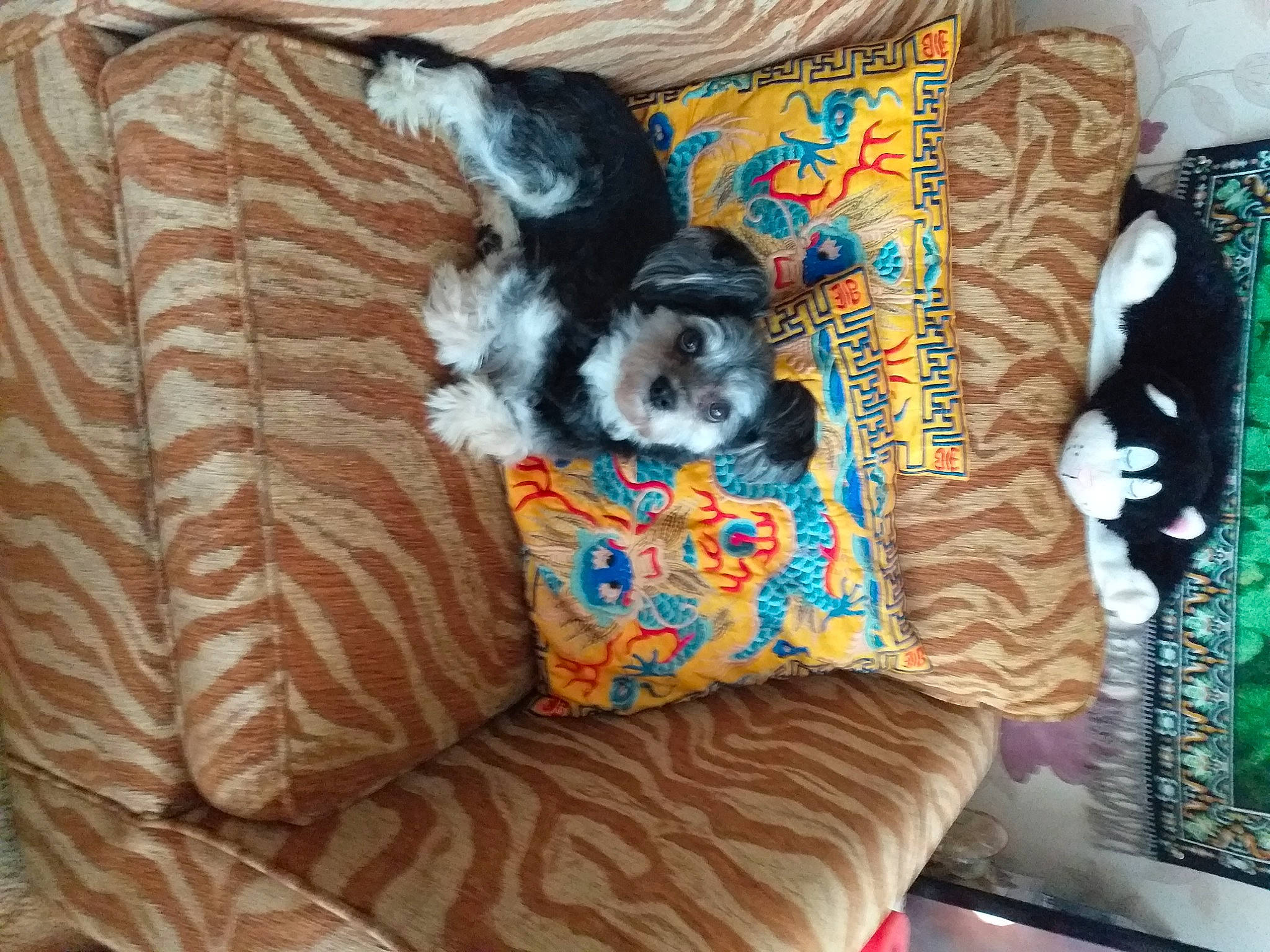 Rocky is registered to the contest to win money with this photo: canidae, carnivore, cavalier_king_charles_spaniel, companion_dog, dog, dog_breed, non_sporting_group, puppy, shih_tzu, spaniel, toy_dog