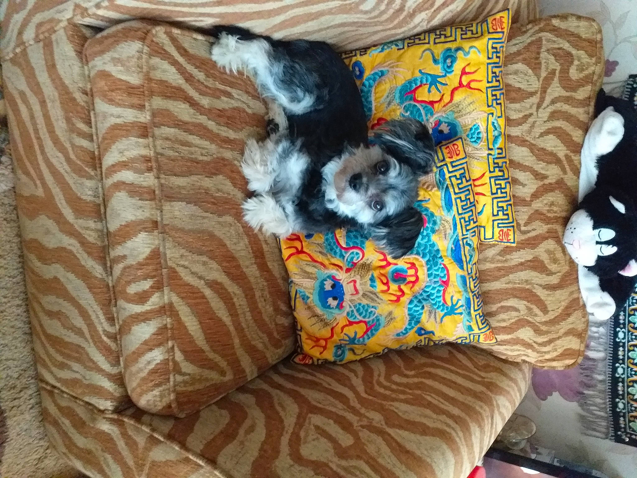 Rocky joined the competition — help win amazing prizes! canidae, carnivore, cat, companion_dog, dog, dog_breed, linens, patchwork, quilt, textile