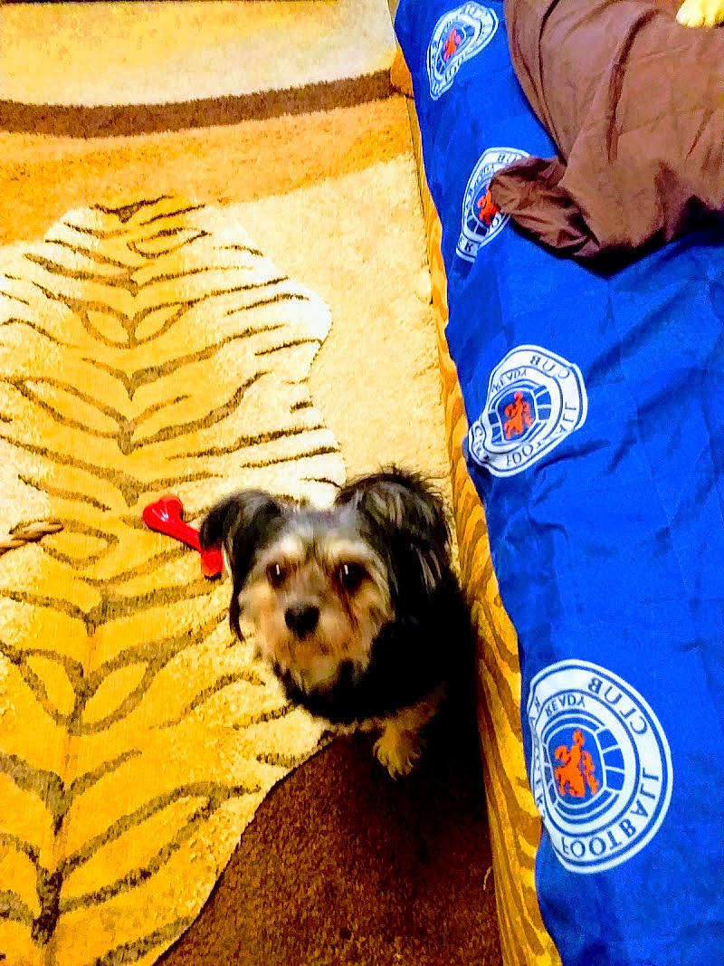 Rocky is registered to the contest to win money with this photo: canidae, carnivore, companion_dog, dog, dog_breed, dog_clothes, morkie, puppy, terrier, toy_dog, yorkshire_terrier