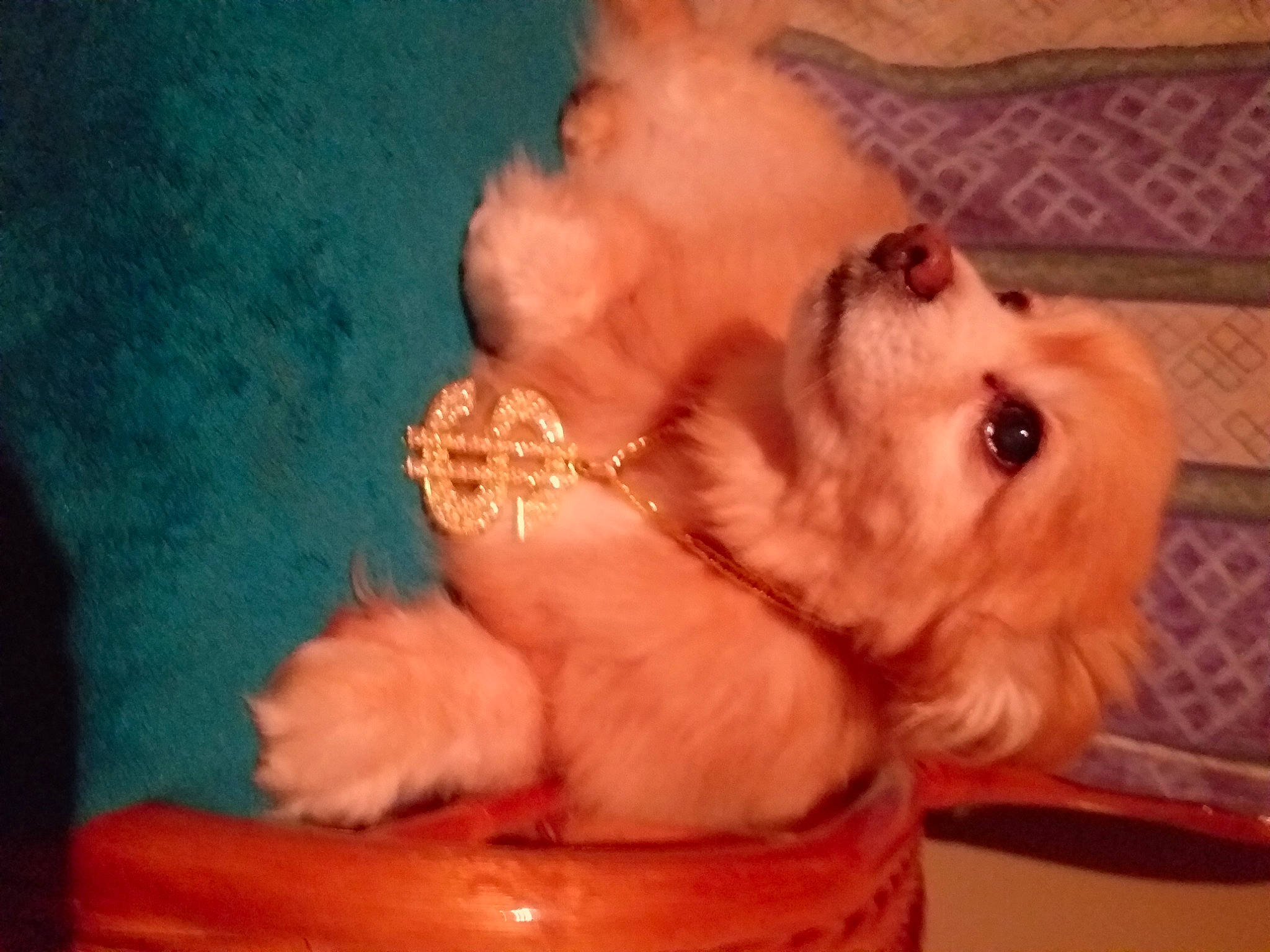 Ralfie joined the competition — help win amazing prizes! canidae, carnivore, companion_dog, dog, dog_breed, dog_supply, ear, fawn, fur, liver, maltepoo, paw, snout, sporting_group, stuffed_toy, tail, toy, toy_dog, whiskers, working_animal