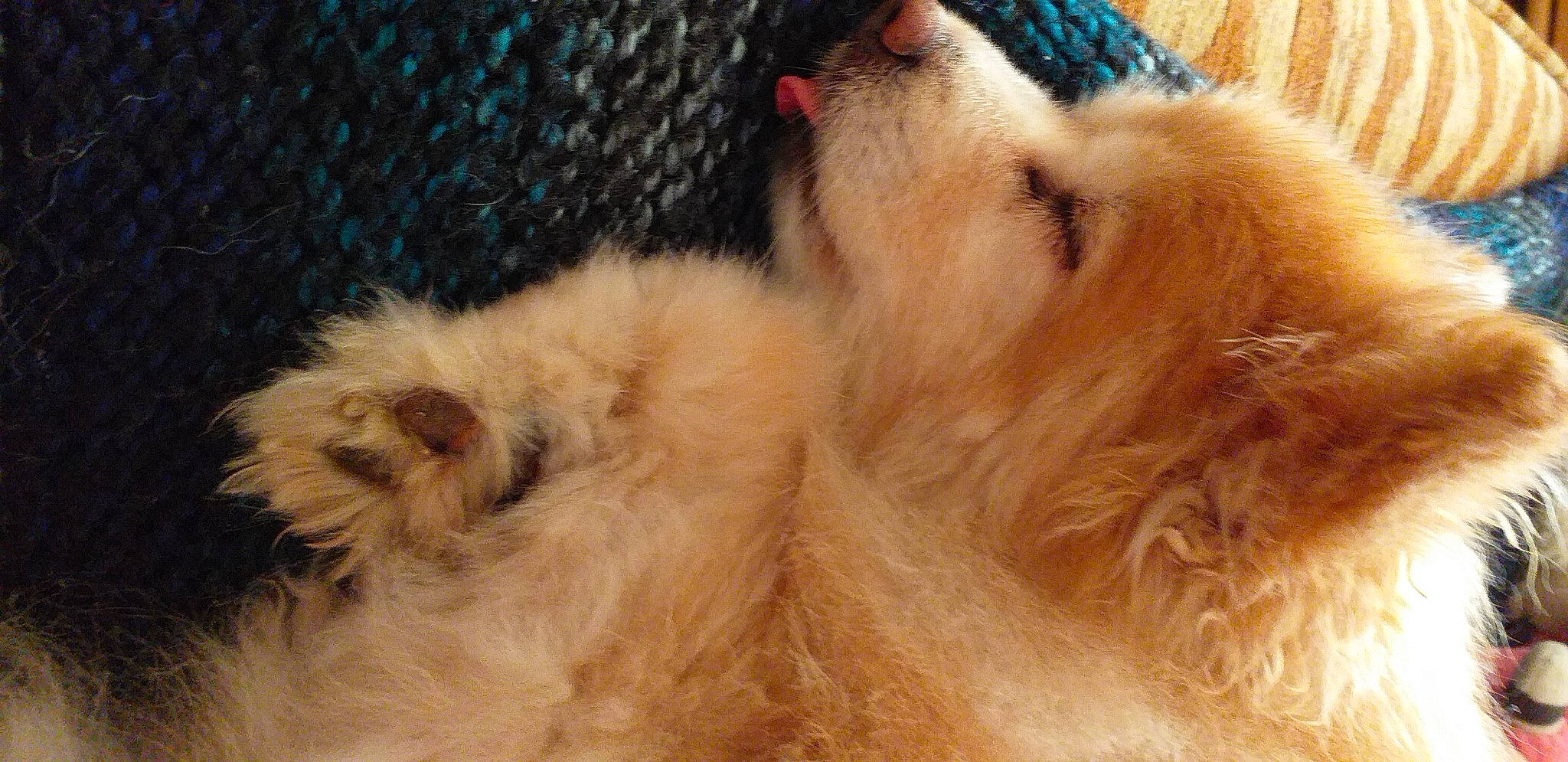 Ralfie joined the competition — help win amazing prizes! canidae, claw, companion_dog, dog, dog_breed, fawn, felidae, fur, fur_clothing, liver, natural_material, paw, small_to_medium_sized_cats, snout, sporting_group, tail, whiskers, wildlife