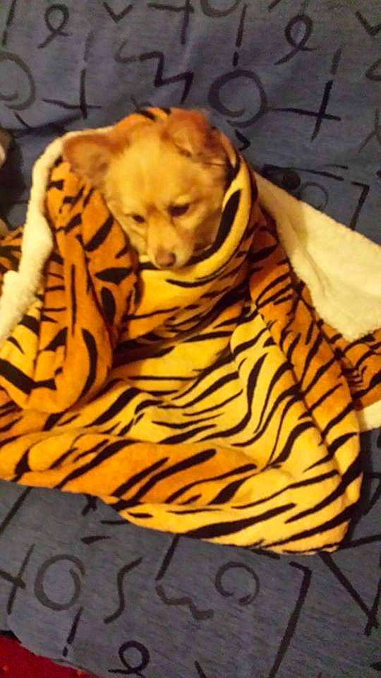 Ralfie is registered to the contest to win money with this photo: art, bengal_tiger, big_cats, canidae, carnivore, comfort, companion_dog, dog, dog_breed, fawn, felidae, fur, linens, small_to_medium_sized_cats, snout, sporting_group, terrestrial_animal, whiskers, wildlife, wood