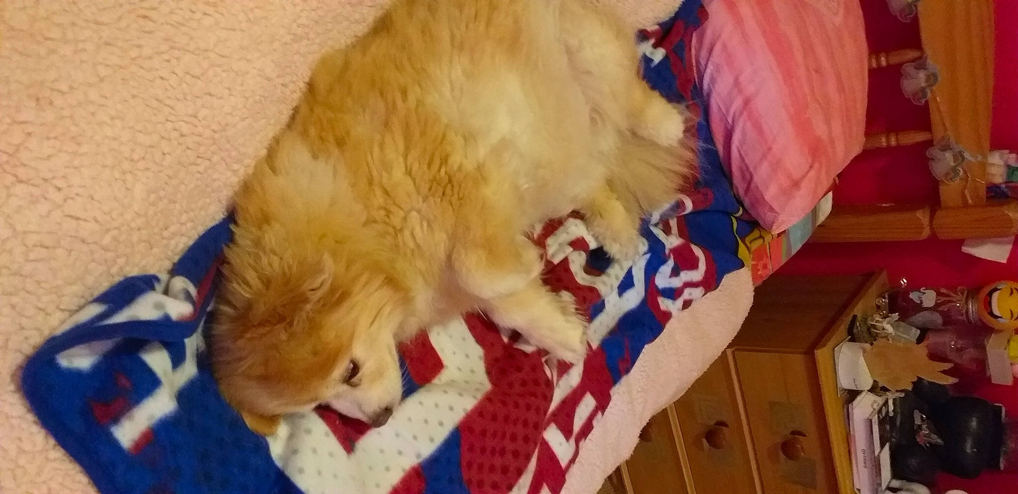 Ralfie is registered to the contest to win money with this photo: canidae, carnivore, claw, companion_dog, dog, dog_breed, fang, fawn, felidae, fun, fur, holiday, paw, retriever, small_to_medium_sized_cats, sporting_group, tail, toddler, whiskers, wood